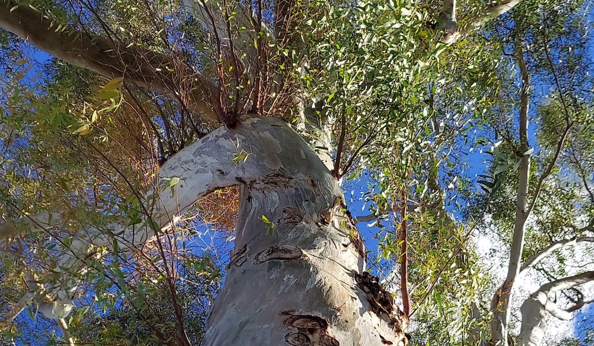 A Message of Love from the Trees