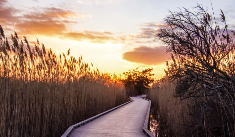 A wooden path leading through a marsh at sunrise.